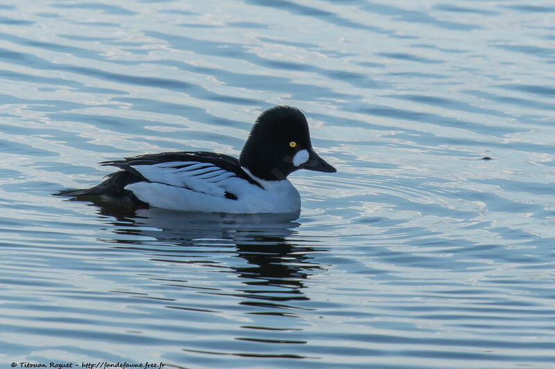 Common Goldeneye male, identification