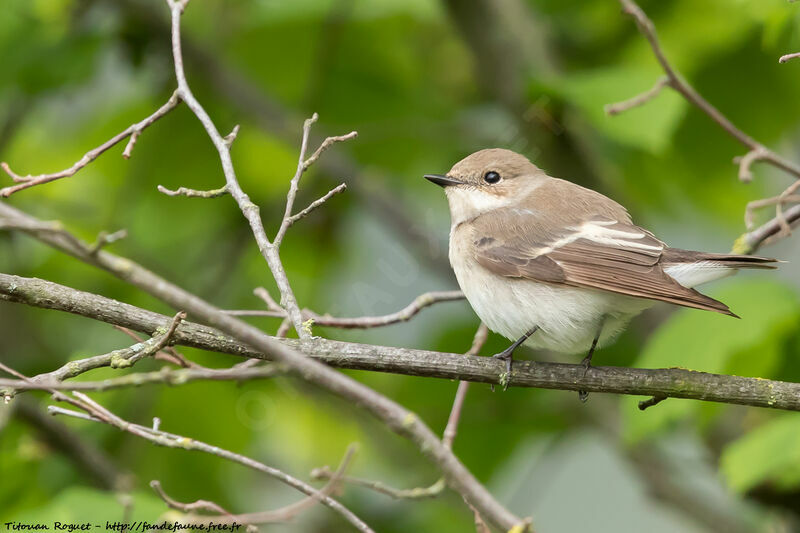 European Pied Flycatcher