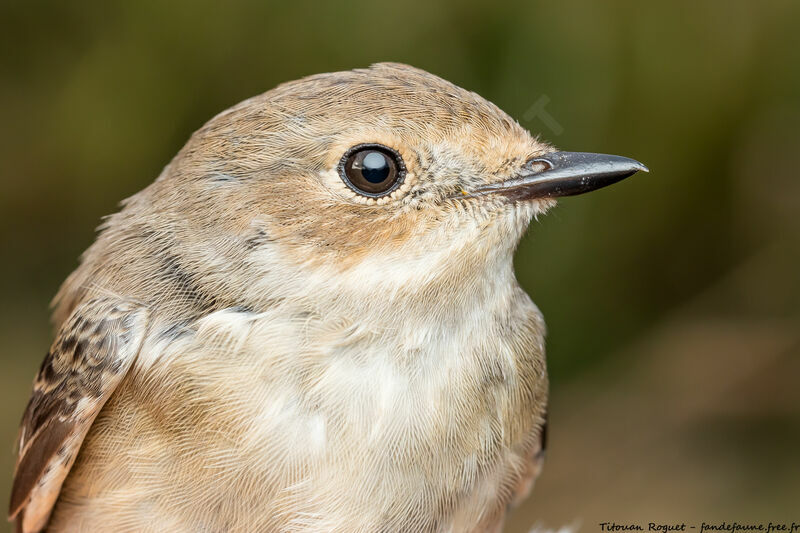 European Pied Flycatcher