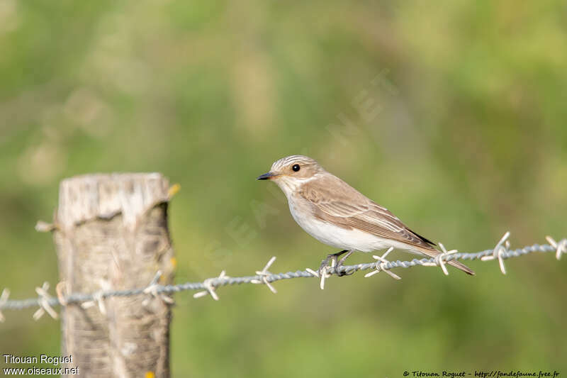 Mediterranean Flycatcheradult, identification, aspect, pigmentation