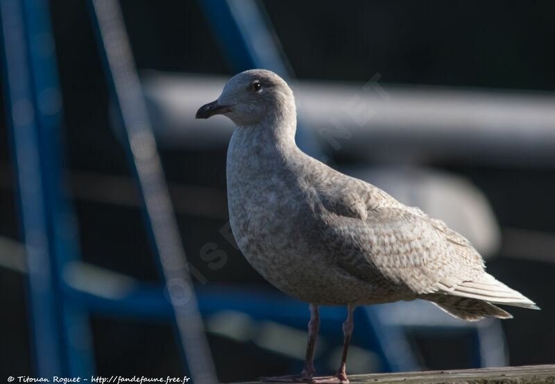 Iceland Gull, identification, walking