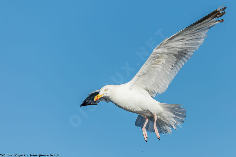 European Herring Gull