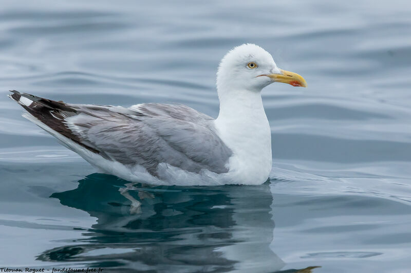 European Herring Gull