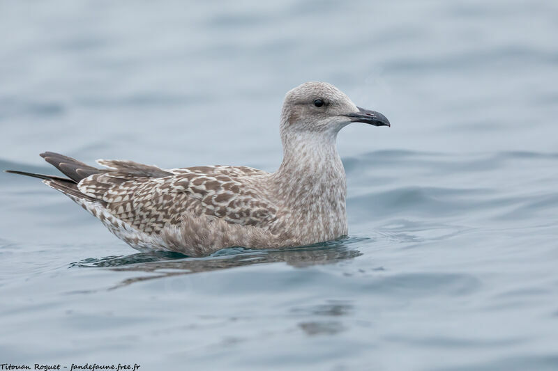 European Herring Gull