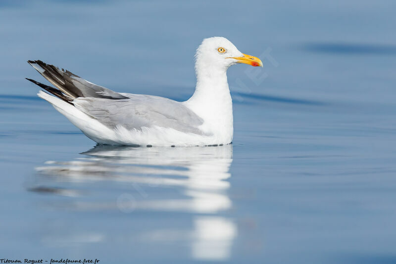 European Herring Gull