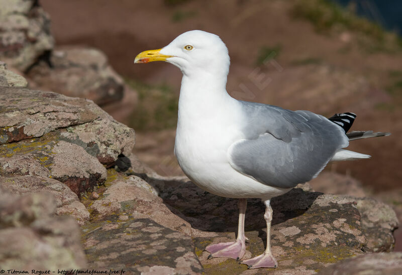 Goéland argentéadulte nuptial, identification, habitat