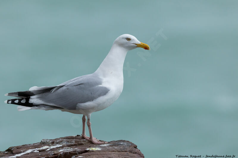 European Herring Gull