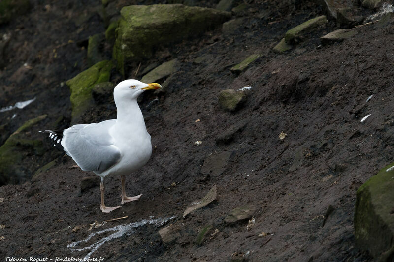 Goéland argenté