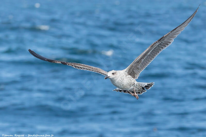 European Herring Gull