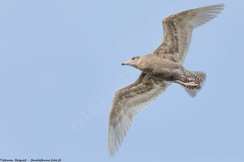 Glaucous Gull