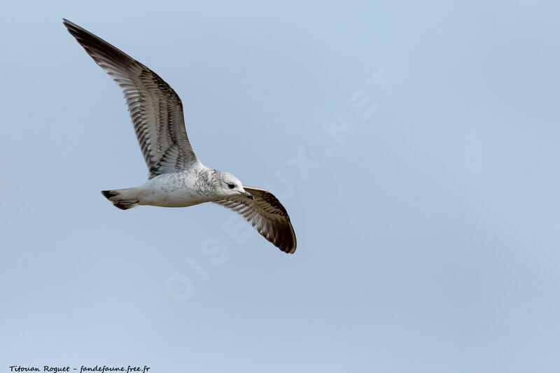 Common Gull