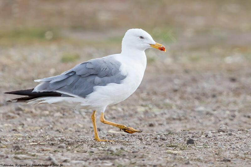 Armenian Gull