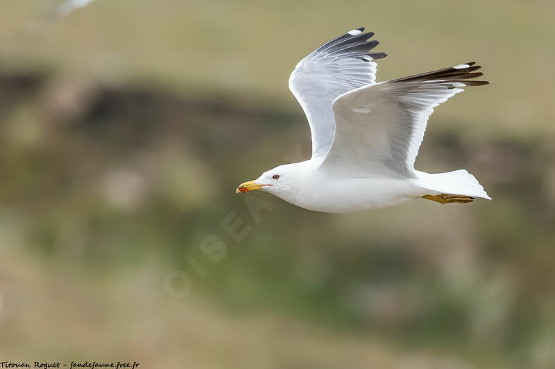 Armenian Gull