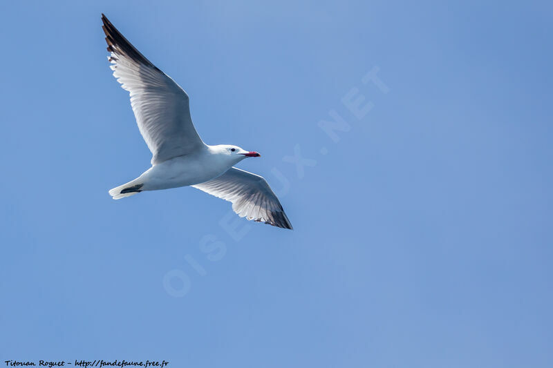 Audouin's Gull