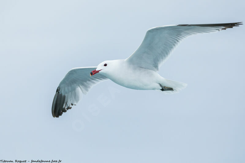 Audouin's Gull