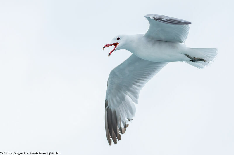 Audouin's Gull