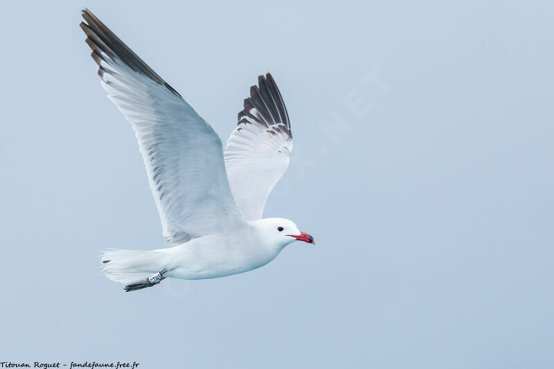 Audouin's Gull