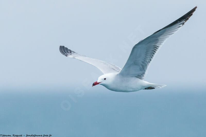 Audouin's Gull