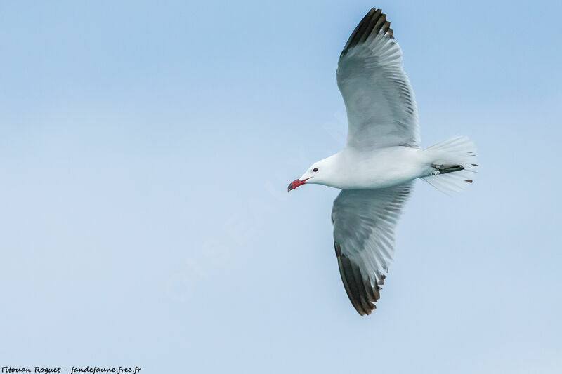 Audouin's Gull