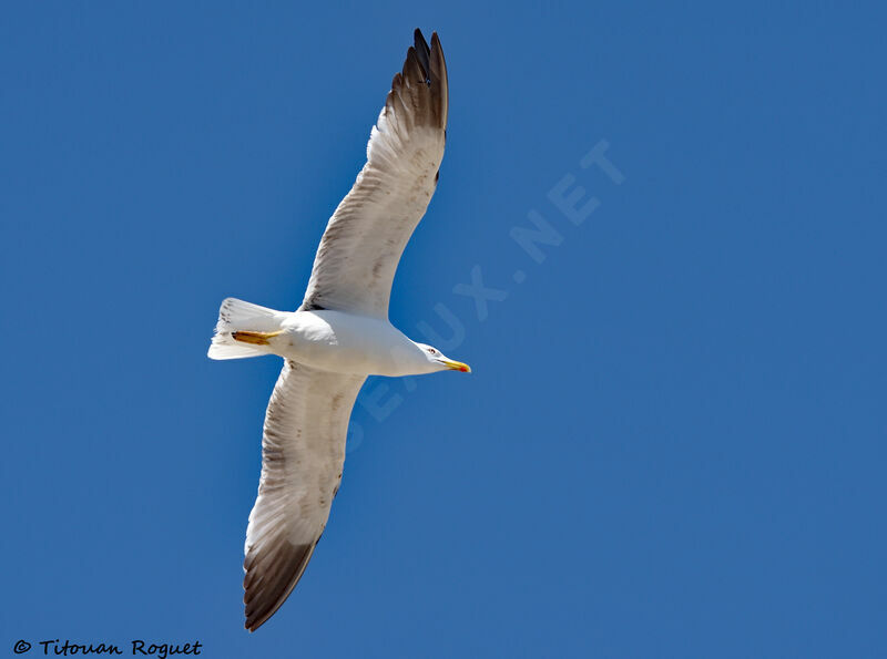 Yellow-legged Gull, Flight