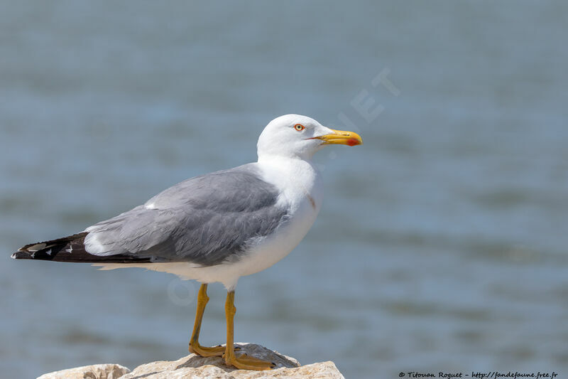 Yellow-legged Gulladult breeding, identification, close-up portrait, habitat, aspect, pigmentation