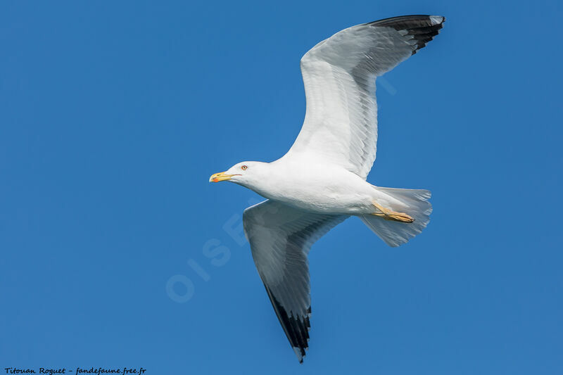 Yellow-legged Gull