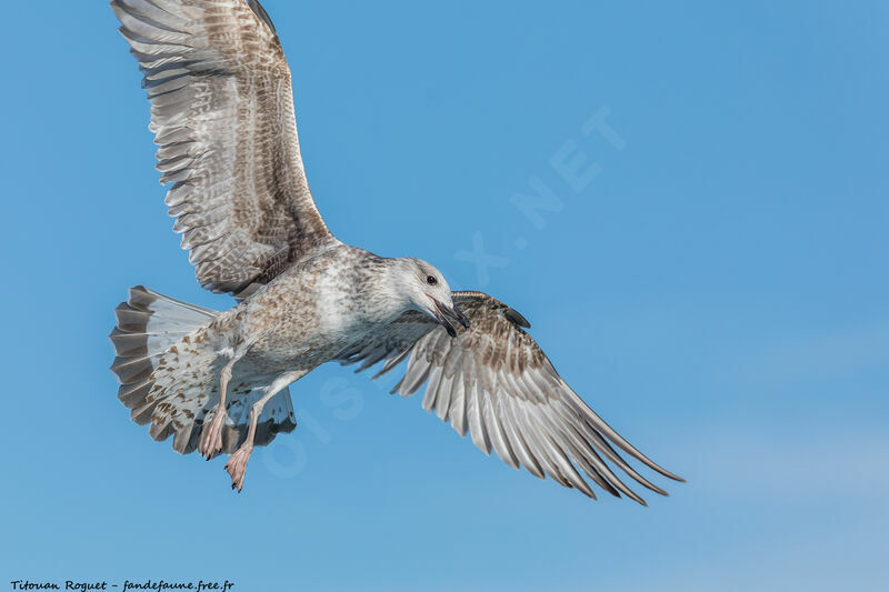 Yellow-legged Gull