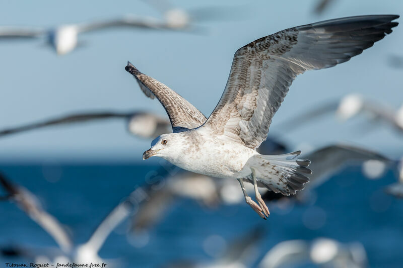 Yellow-legged Gull