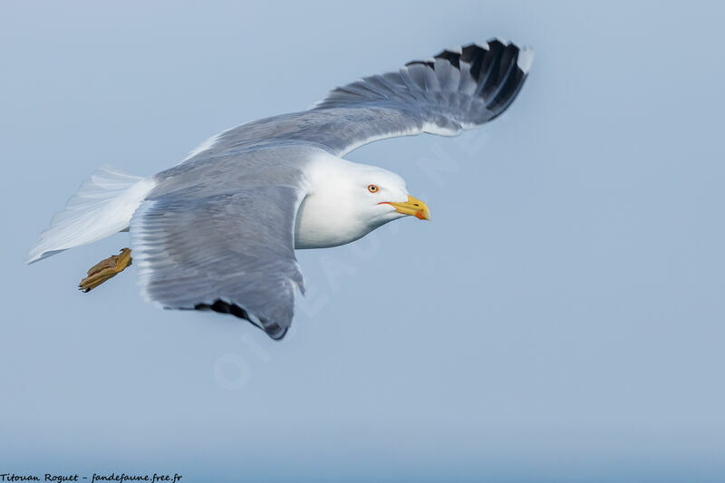 Yellow-legged Gull