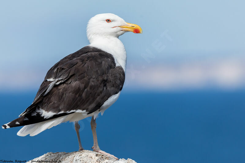 Great Black-backed Gull