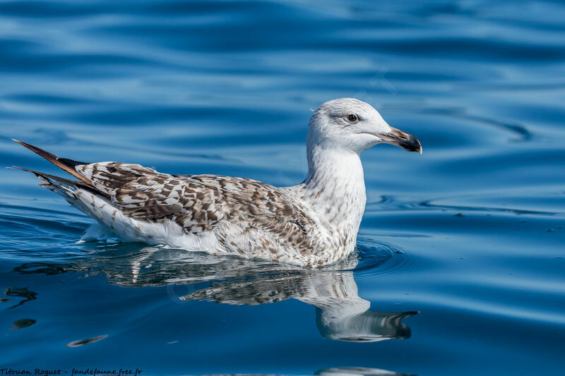 Great Black-backed Gull