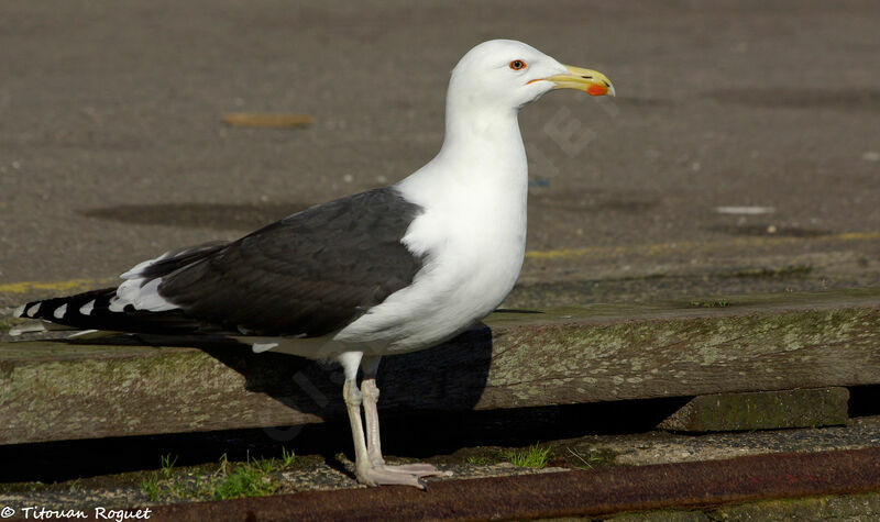 Great Black-backed Gull, identification