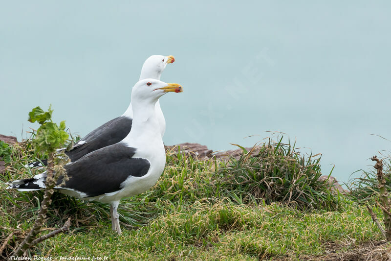 Great Black-backed Gull