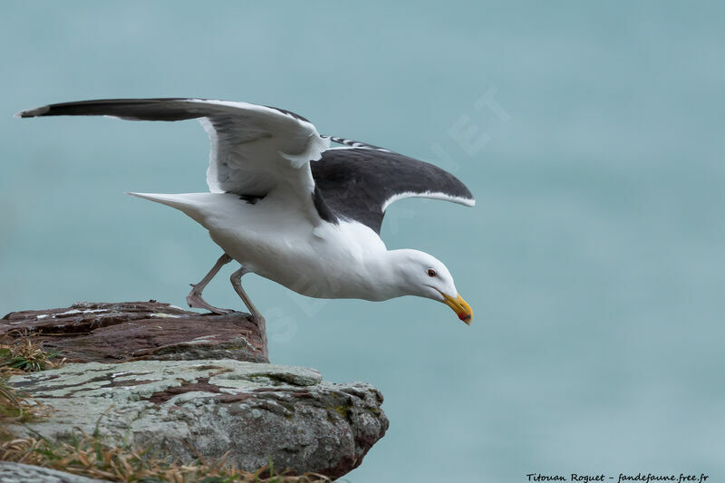 Great Black-backed Gull