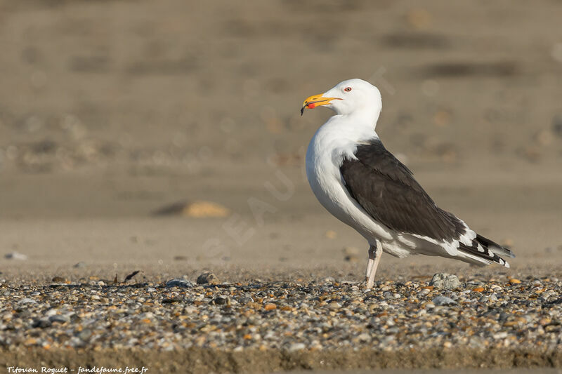 Great Black-backed Gull