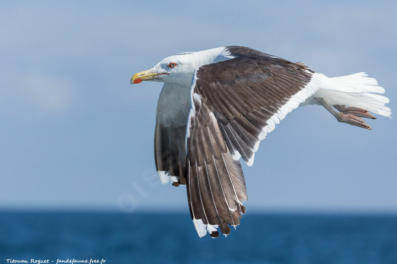 Great Black-backed Gull