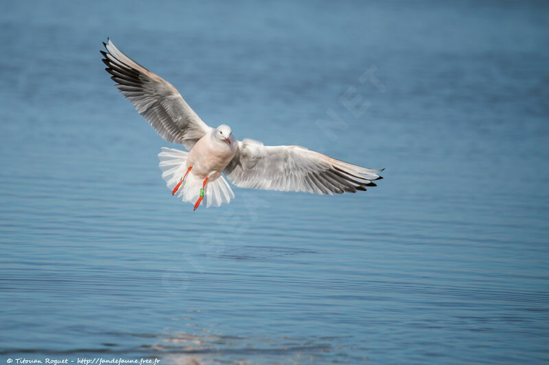 Slender-billed Gull, Flight