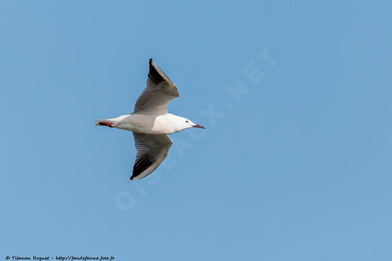 Slender-billed Gull, Flight