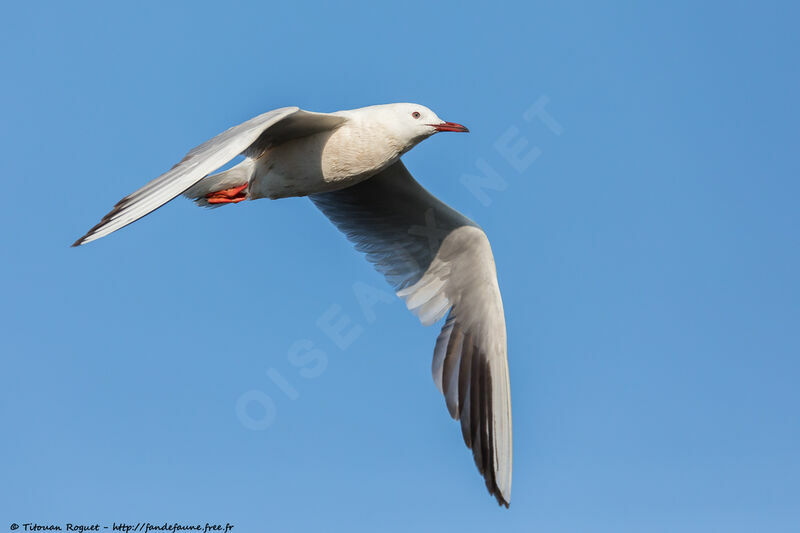 Slender-billed Gulladult breeding, identification, close-up portrait, aspect, pigmentation, Flight