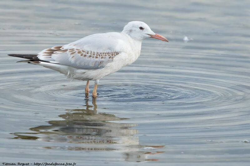 Slender-billed Gull