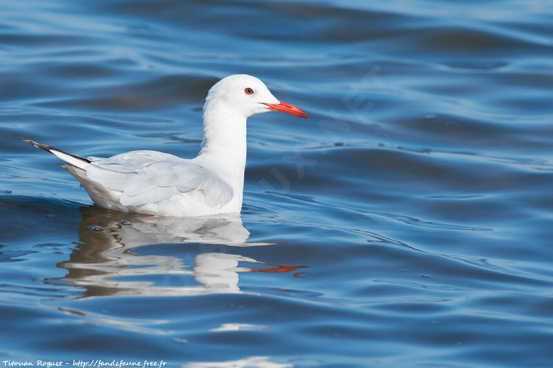 Slender-billed Gull