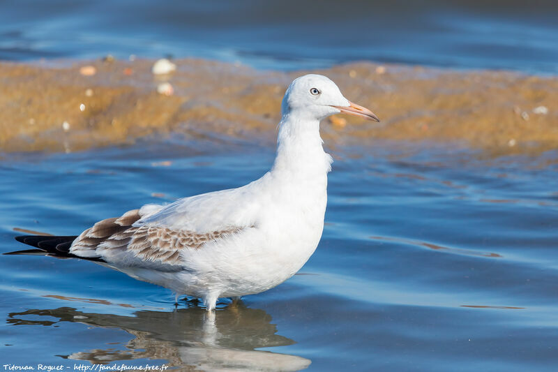 Slender-billed Gull