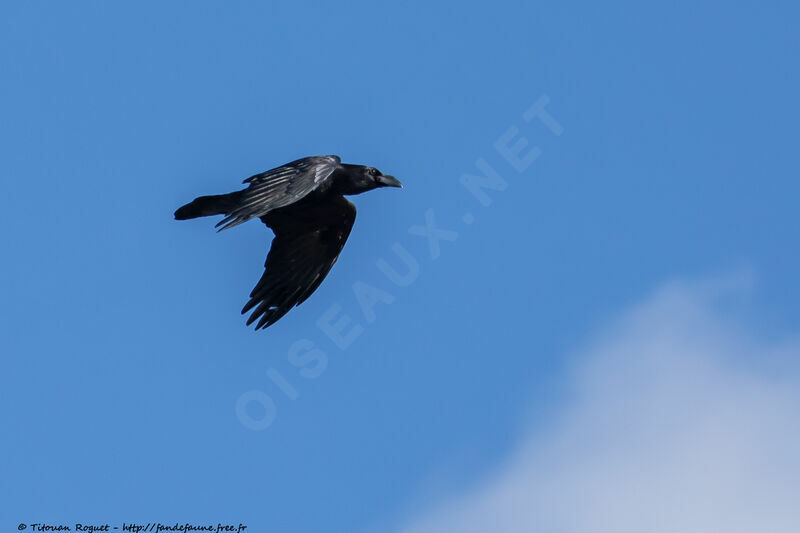 Northern Ravenadult, Flight