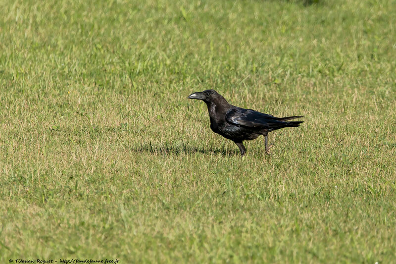 Northern Raven