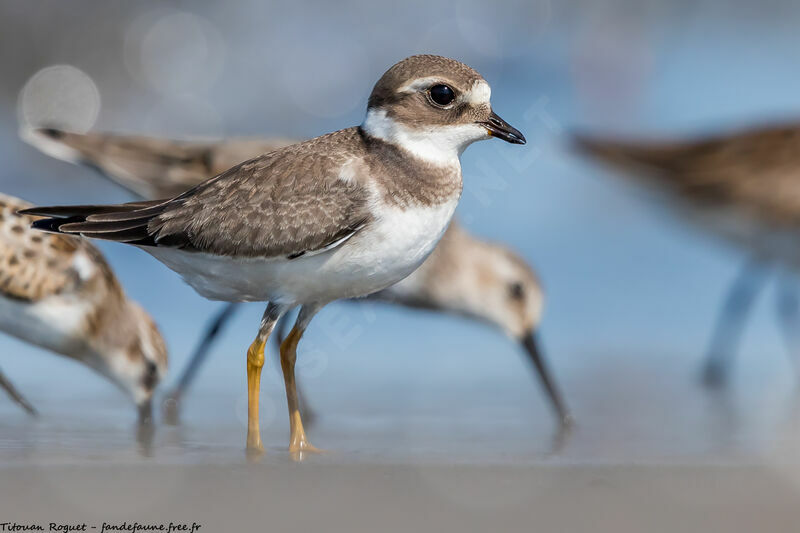 Common Ringed Plover