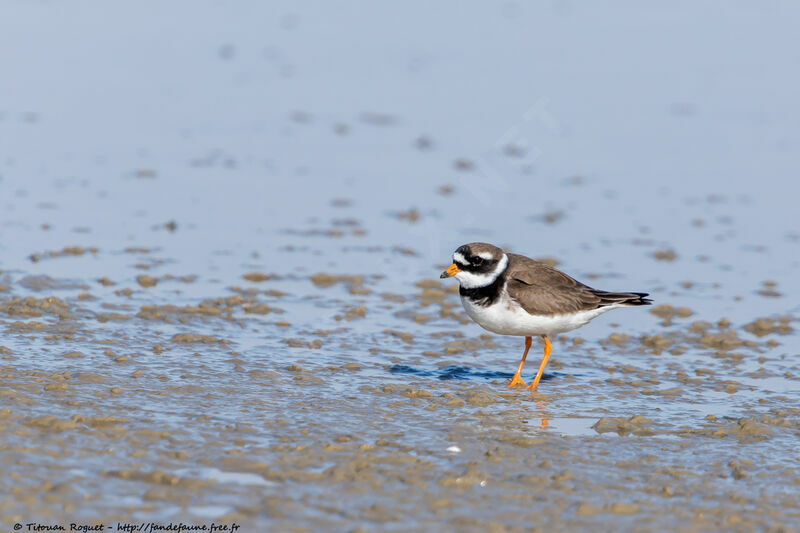 Common Ringed Ploveradult breeding, identification