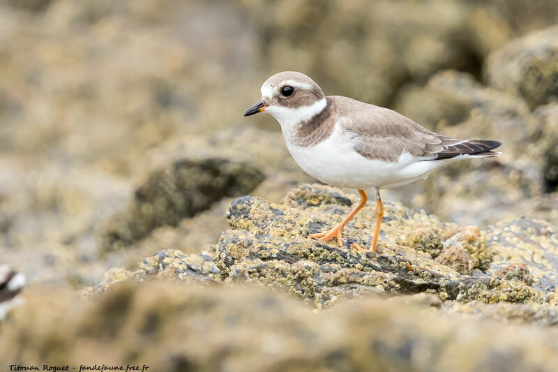 Common Ringed Plover