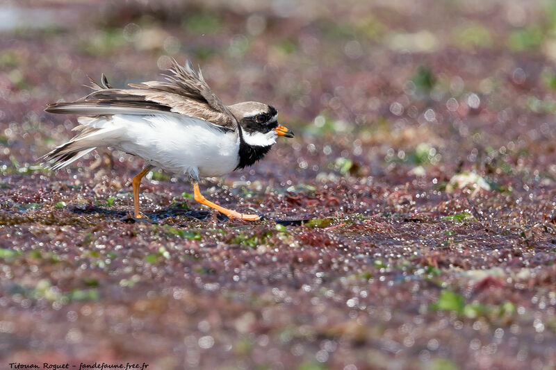 Common Ringed Plover