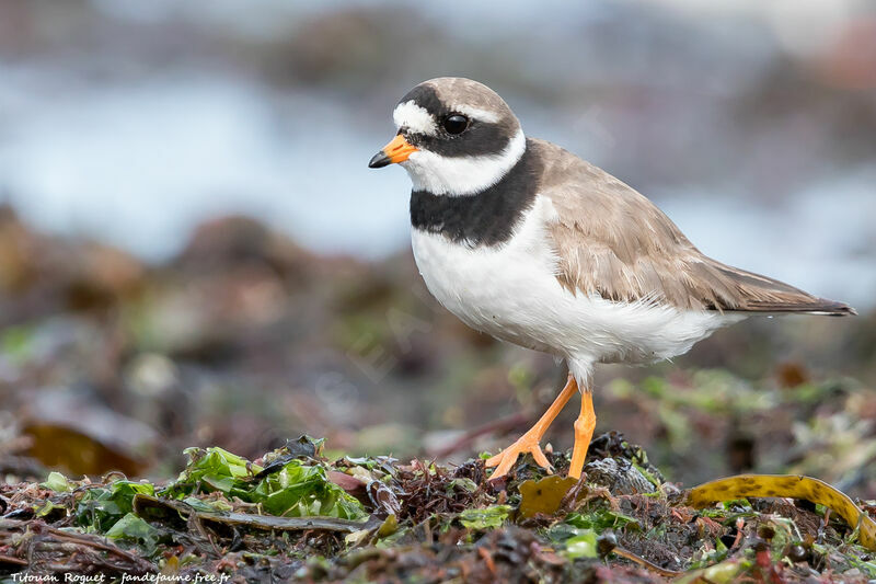 Common Ringed Plover