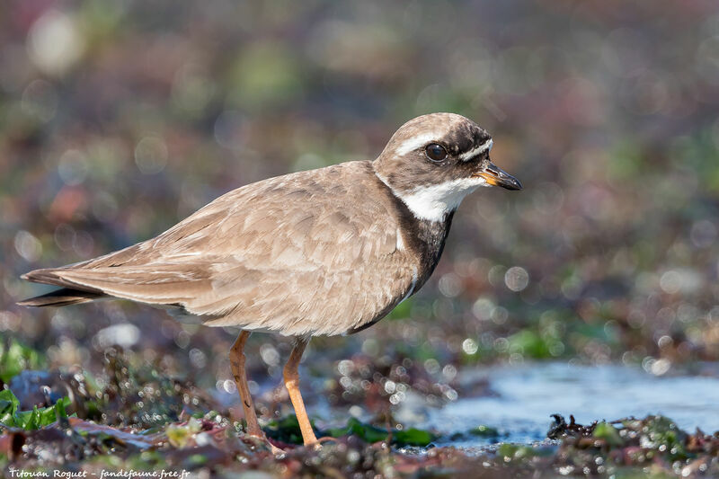 Common Ringed Plover